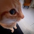 Profilbild Nikiwick, Avatar