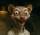 User Aniworld44, Profilbild, Avatar