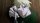 Profilbild Ozaru, Avatar