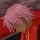 Profilbild muba, Avatar, Streaming-Nuzter
