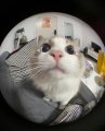 BitzzeKatzze