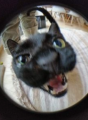 BoboCloro1