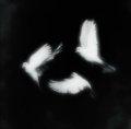 Profilbild y1zoo, Avatar