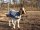 Profilbild Super_Goat, Avatar
